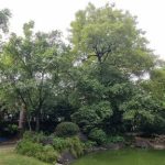 ขายที่ดินพร้อมสวนสไตล์รีสอร์ท ออกแบบโดยนักจัดสวนอันดับต้นของประเท